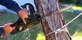 Best Hazardous Tree Removal  in Botkins, OH